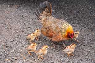 Hen and chicks-8723.jpg Hen and chicks-8723.jpg